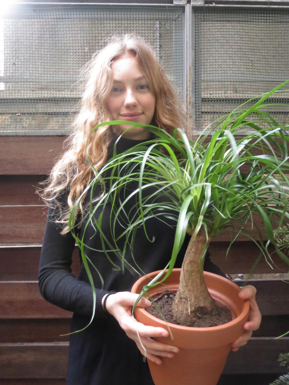 maplantemonbonheur.fr, jardinerie, dracaena, beaucarnea, pachira, polyscias, plantes totems, heureuse, joie, bonheur, famille, 