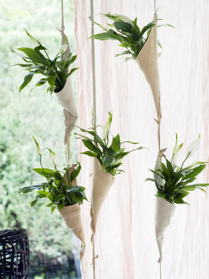 DIY : Un rideau de Spathiphyllum _Maplantemonbonheur.fr