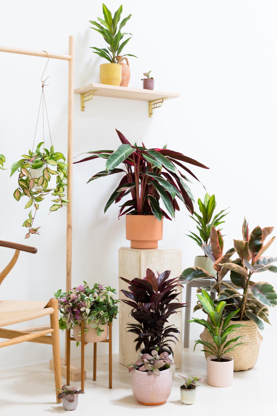 Plant Design_pour tous les espaces