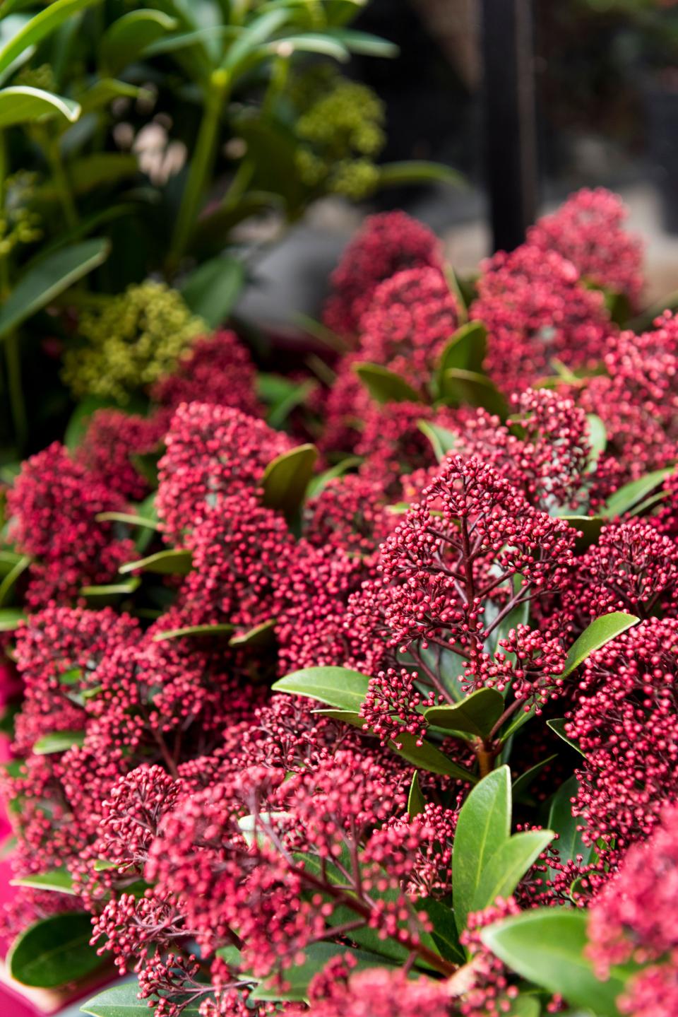 Plantes fleuries d'hiver