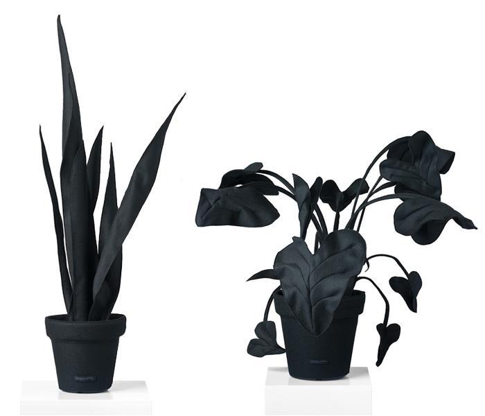 Maplantemonbonheur.fr Les plantes feutrées Maplantemonbonheur.fr plante feutre design grande