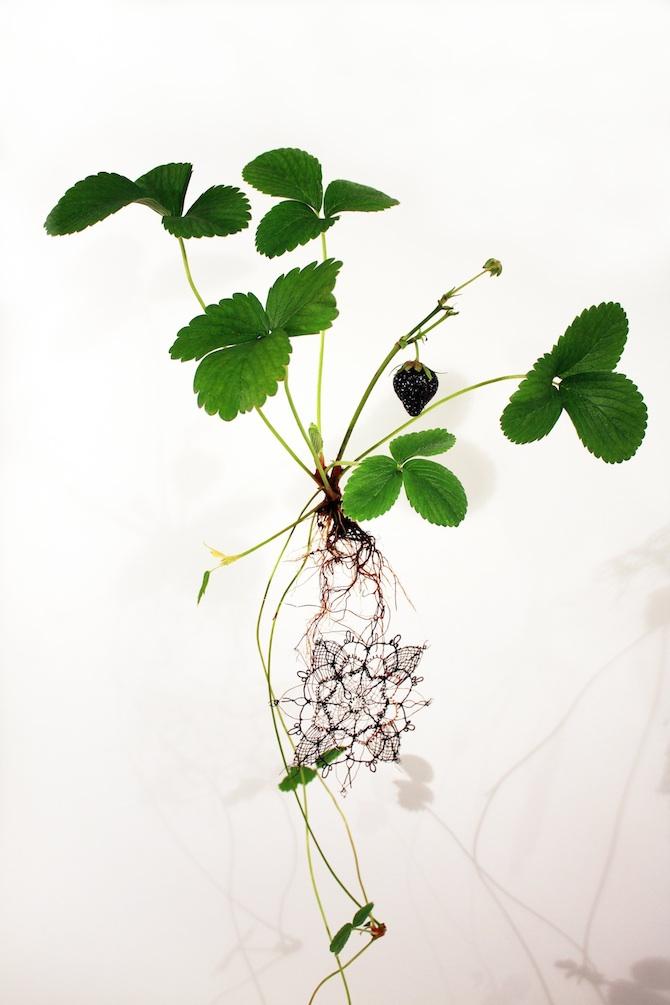 maplantemonbonheur.fr BioLace ou « les plantes tisseuses » maplantemonbonheur.fr biolace plante tisseuse art technologie