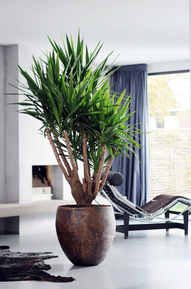 maplantemonbonheur.fr exotiquement domestique maplantemonbonheur.fr exotiquement domestique yucca
