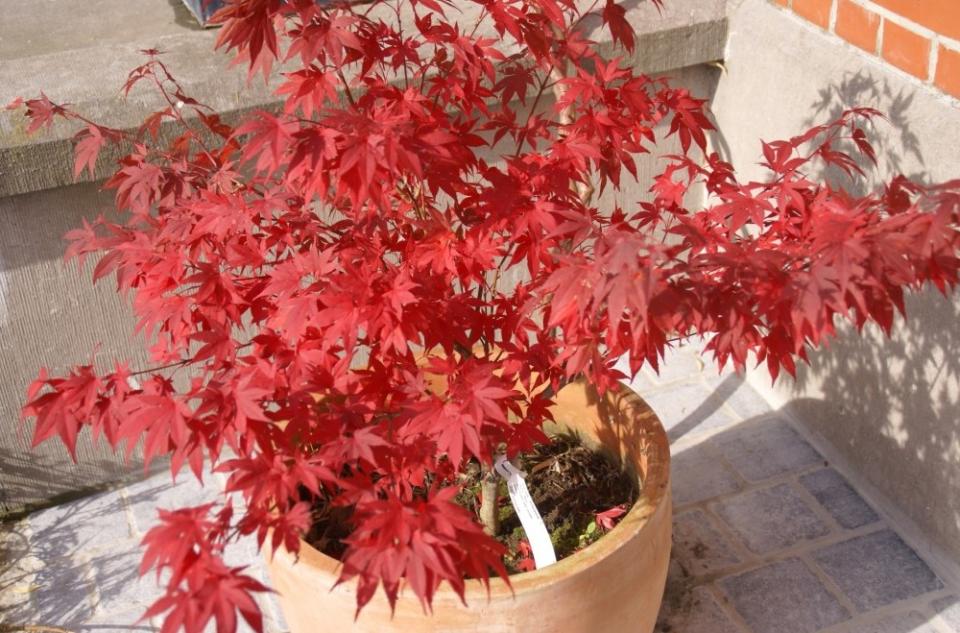 maplantemonbonheur.fr L erable en pot maplantemonbonheur.fr erable pot canada rouge automne