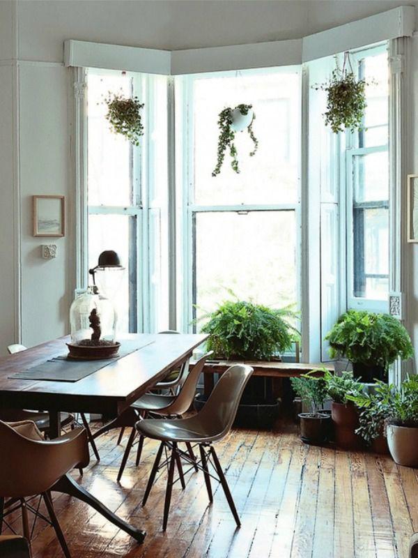 maplantemonbonheur.fr les plantes feutrées maplantemonbonheur.fr plantes feutrées art fenetre