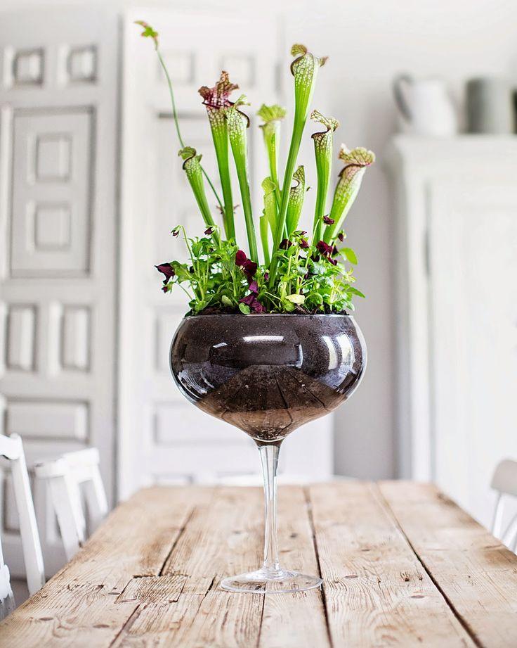 maplantemonbonheur.fr La clarté des Carnivores maplantemonbonheur.fr plantes, carnivores, verre, terrarium, vases, terre