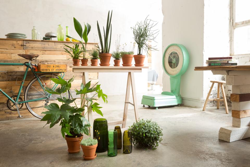 Ein einfaches Tischbein ist Raumteiler und pflanzlicher Hingucker in einem - Pflanzenfreude.de Een simpele schraagtafel is een scheidingswand en groene blikvanger in één. Mooiwatplantendoen.nl