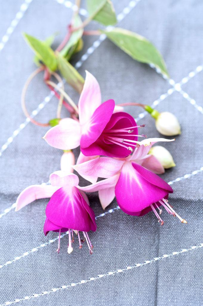 Fuchsia Thejoyofplants.co.uk Fuchsia Thejoyofplants.co.uk