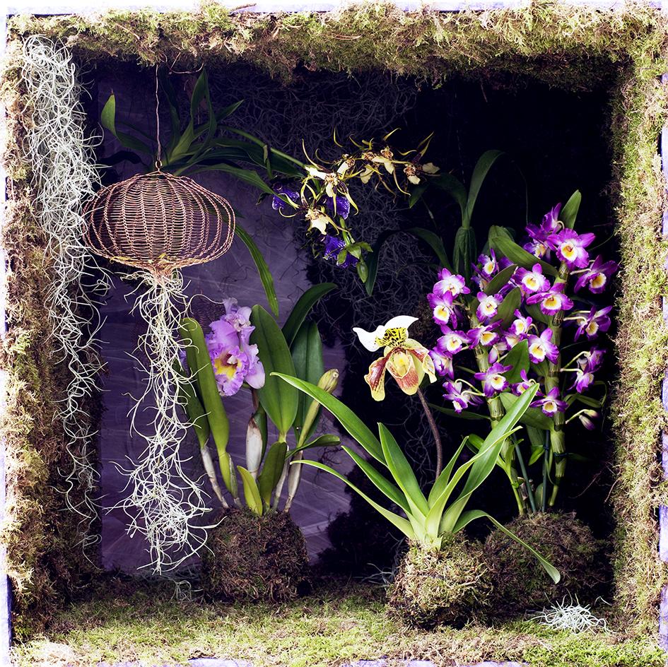Orchideeën Mooiwatplantendoen.nl Orchideeën Mooiwatplantendoen.nl