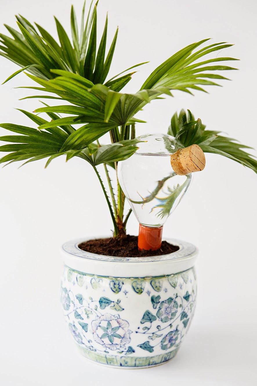 Holidays: What to do with plants? thejoyofplants.co.uk Holidays: What to do with plants? thejoyofplants.co.uk