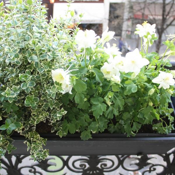maplantemonbonheur.fr jardinière fenetre plante maplantemonbonheur.fr jardinière fenetre plante