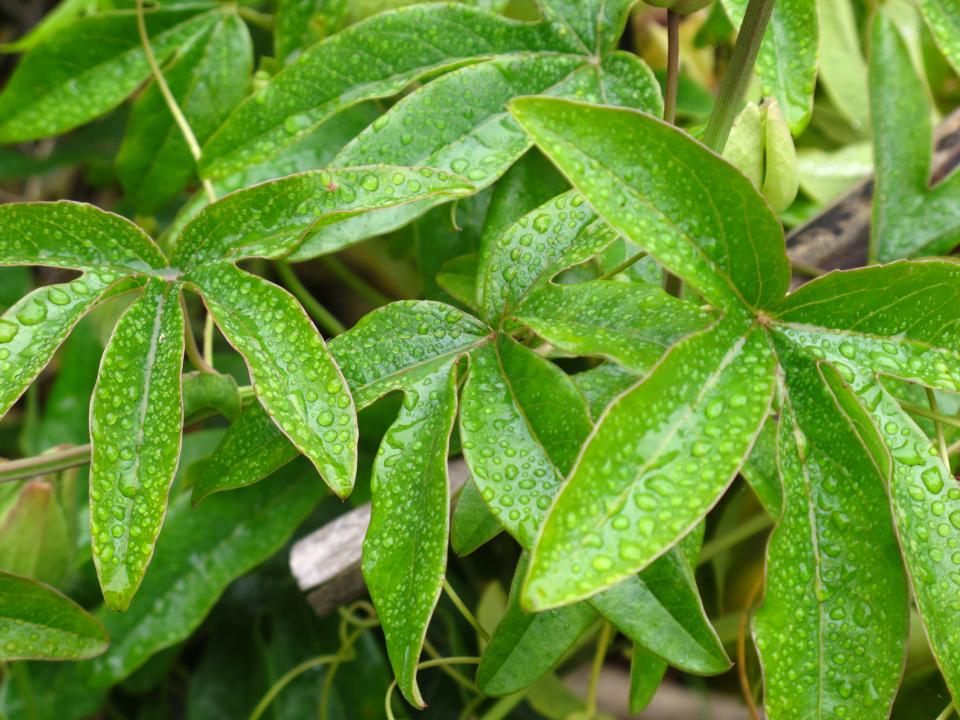 maplantemonbonheur.fr Brumisez » —c’est l’hiver ! maplantemonbonheur.fr hiver sec plante bonheur eau brumiser