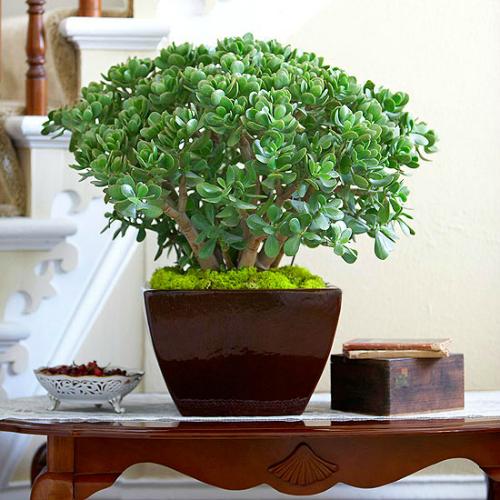 Maplantemonbonheur.fr Les Nouveaux Hortensias Maplantemonbonheur.fr hortensia plante nouveaux variétés
