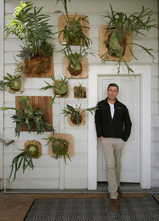 maplantemonbonheur.fr Un Trophée Végétal maplantemonbonheur.fr plante fougére Platycérium Bifurcatum cornes