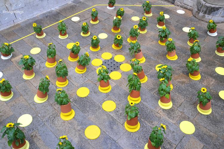 maplantemonbonheur.fr Plante qui roule… maplantemonbonheur.fr plante roule designer