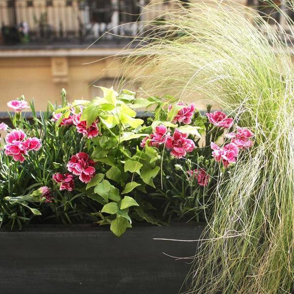 maplantemonbonheur.fr jardinière fenetre plante maplantemonbonheur.fr jardinière fenetre plante