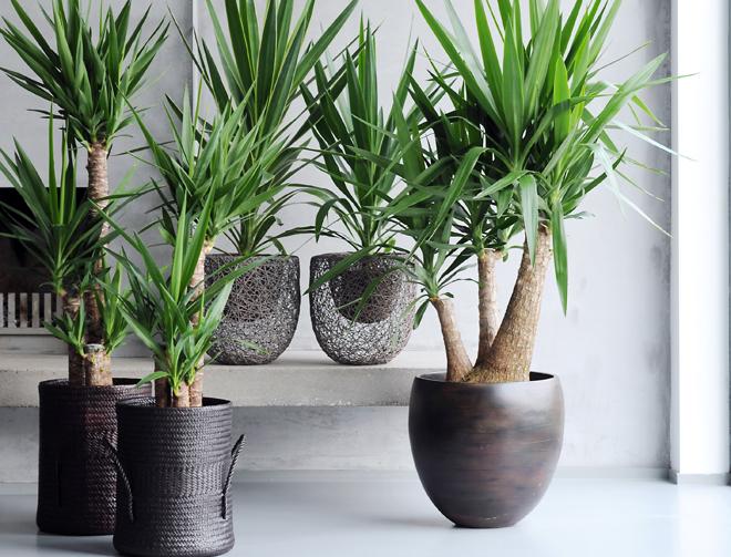 maplantemonbonheur.fr exotiquement domestique maplantemonbonheur.fr plante yucca maison domestique