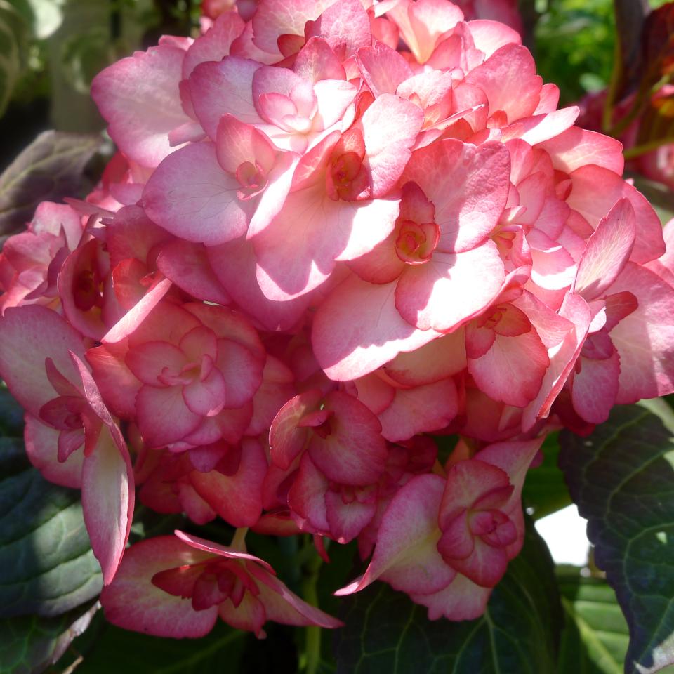Maplantemonbonheur.fr Les Nouveaux Hortensias Maplantemonbonheur.fr hortensia plante nouveaux variétés