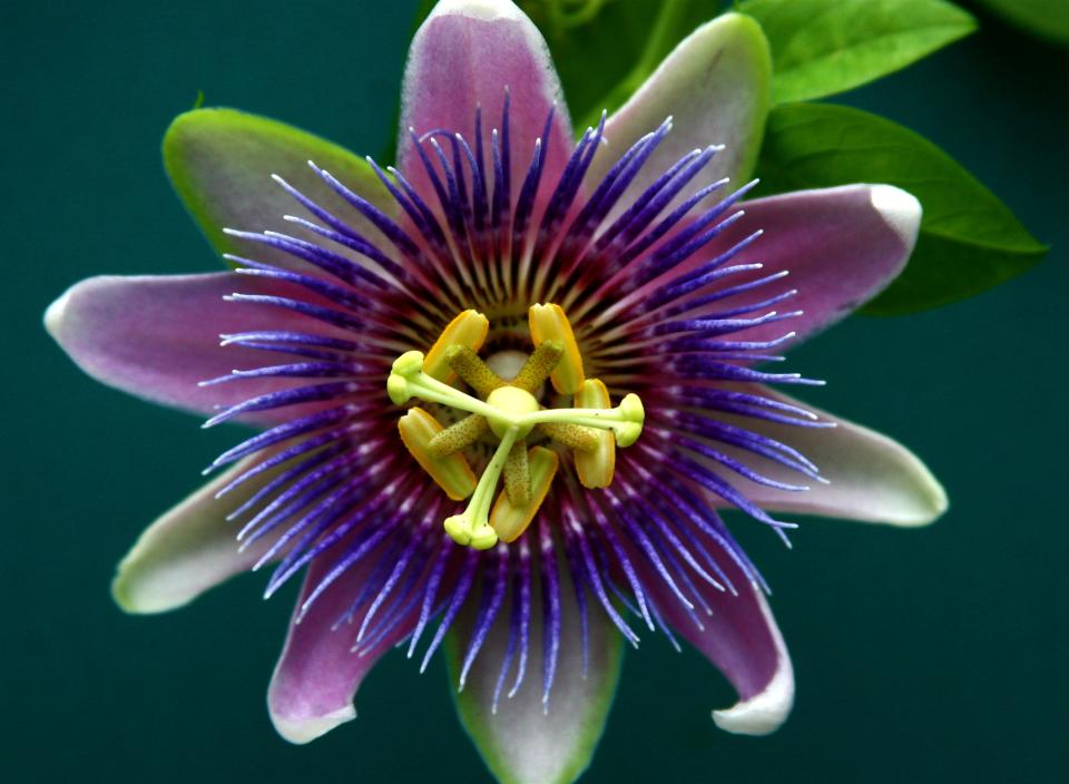 maplantemonbonheur.fr passionnante passioflore maplantemonbonheur.fr passiflore liane fleurs fruit