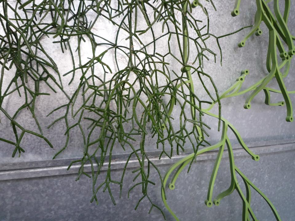 maplantemonbonheur.fr rhipsalis