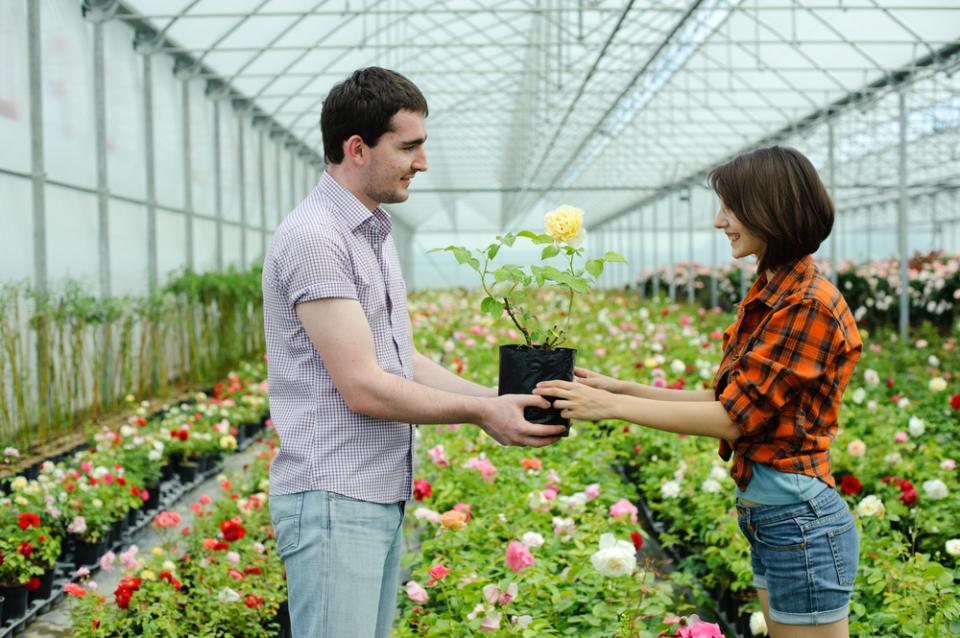 maplantemonbonheur.fr plante d'amour maplantemonbonheur.fr plante amour jasmin rose