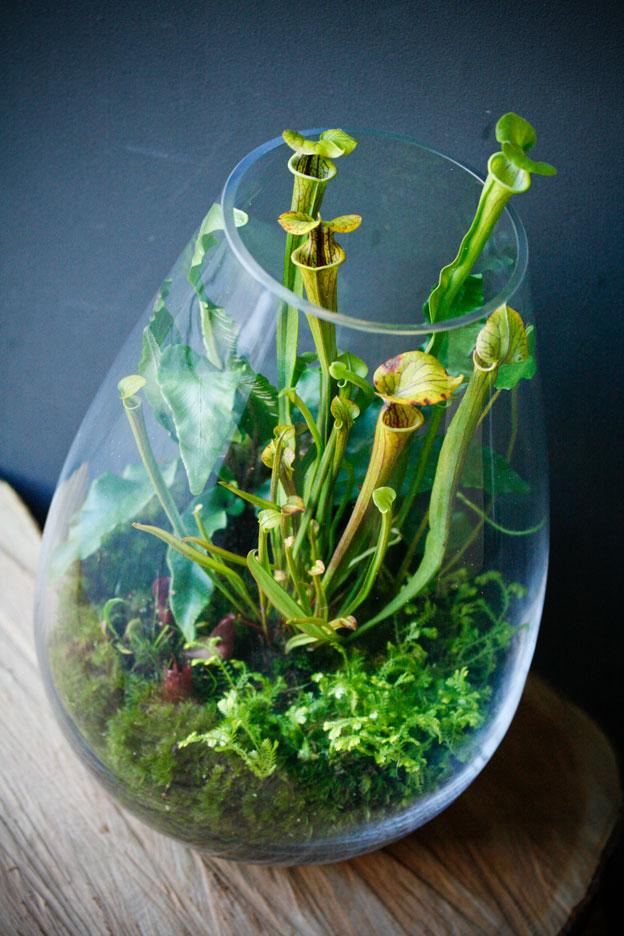 maplantemonbonheur.fr  plantes, carnivores, verre, terrarium, vases, terre