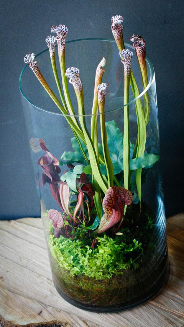 maplantemonbonheur.fr La clarté des Carnivores maplantemonbonheur.fr plantes, carnivores, verre, terrarium, vases, terre
