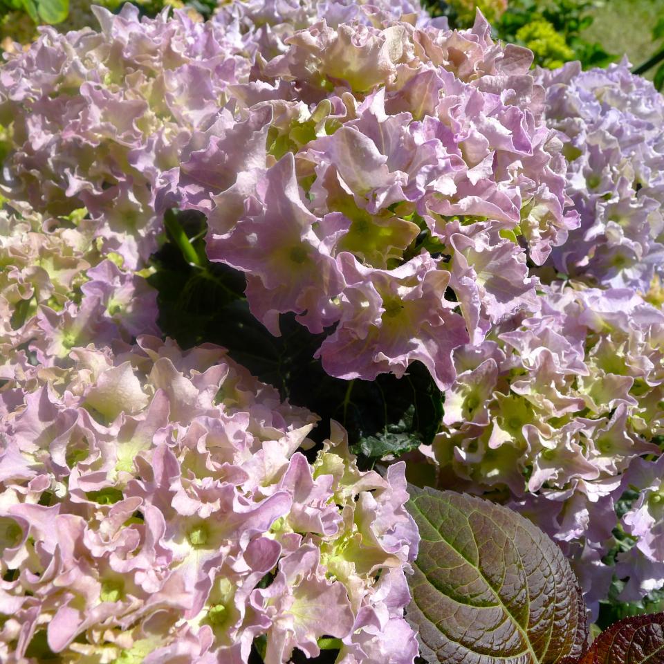 Maplantemonbonheur.fr Les Nouveaux Hortensias Maplantemonbonheur.fr hortensia plante nouveaux variétés