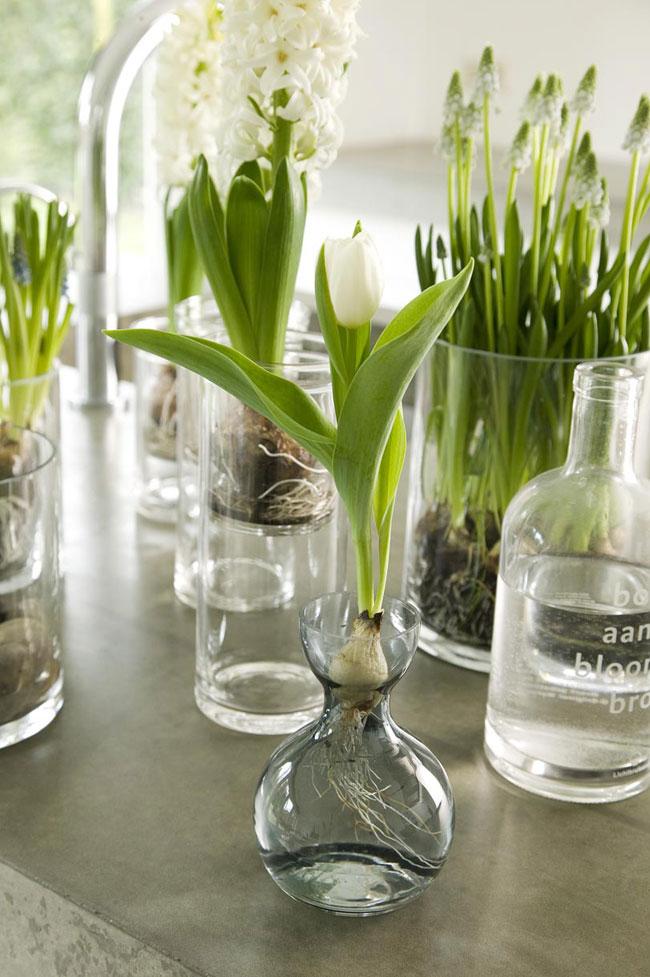 Maplantemonbonheur.fr Luxe, calme et clarté Maplantemonbonheur.fr luxe plante deco bulbe