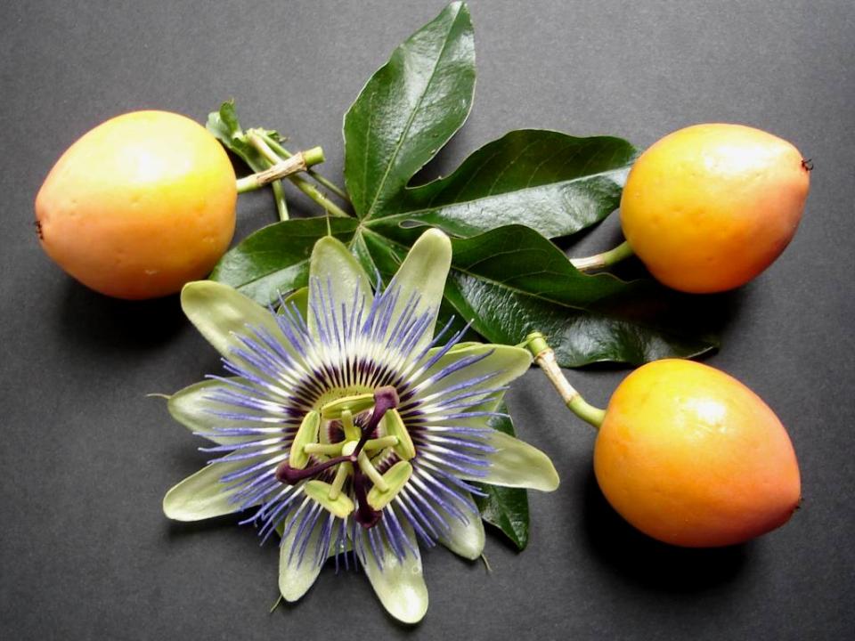 maplantemonbonheur.fr passiflore passionnante maplantemonbonheur.fr passiflore