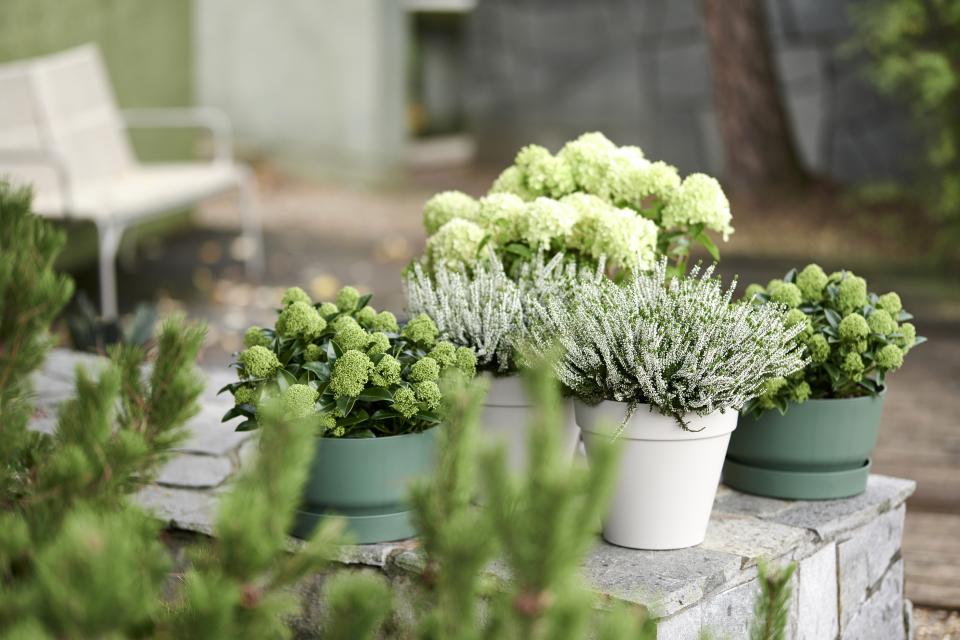 Fleurs blanches et feuillage argenté | Ma plante mon bonheur