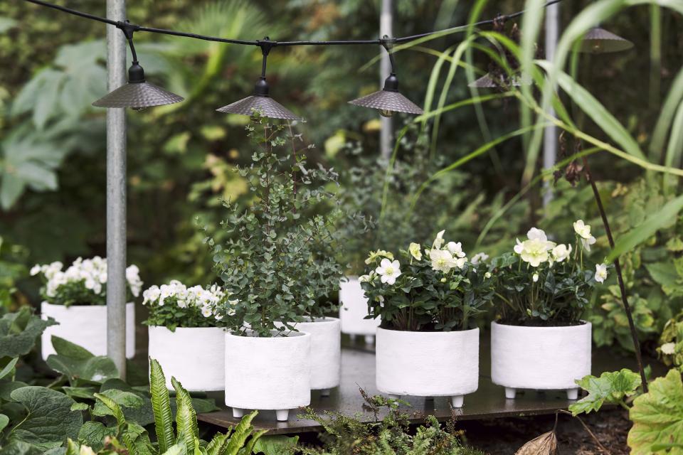 Fleurs blanches et feuillage argenté | Ma plante mon bonheur