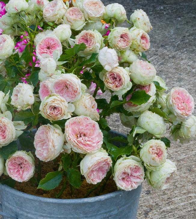 maplantemonbonheur.fr plante d'amour maplantemonbonheur.fr plante amour