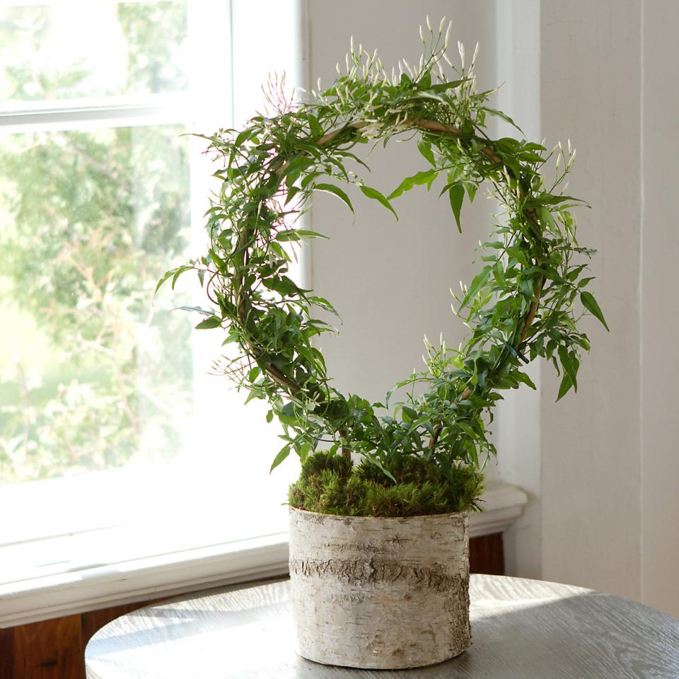 maplantemonbonheur.fr plante d'amour maplantemonbonheur.fr plante amour jasmin rose