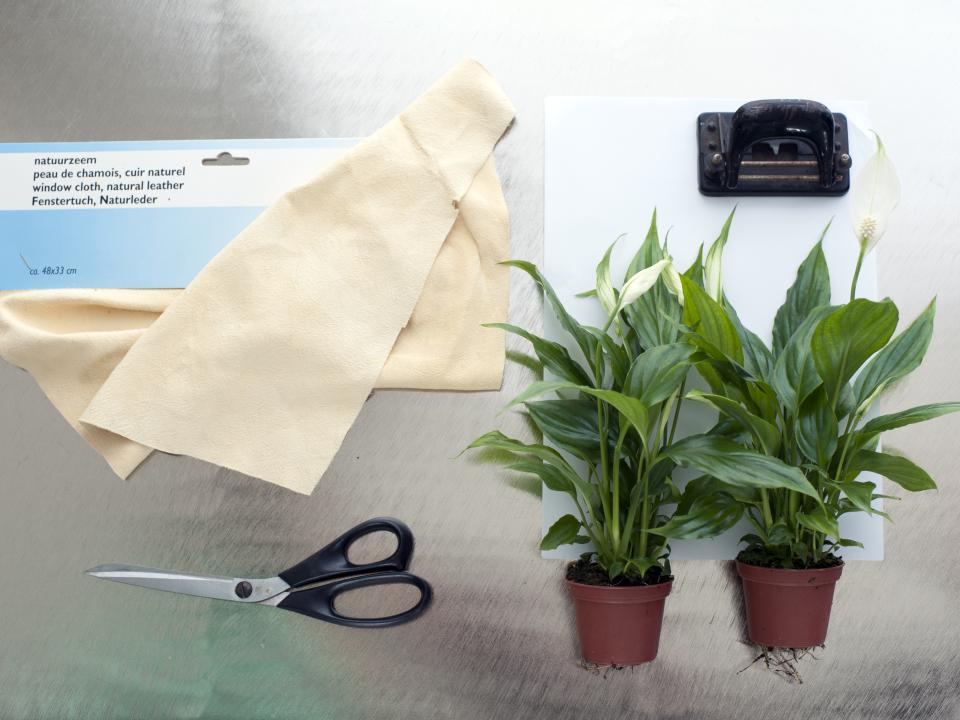 DIY-tip: Een gordijn van Lepelplanten Mooiwatplantendoen.nl