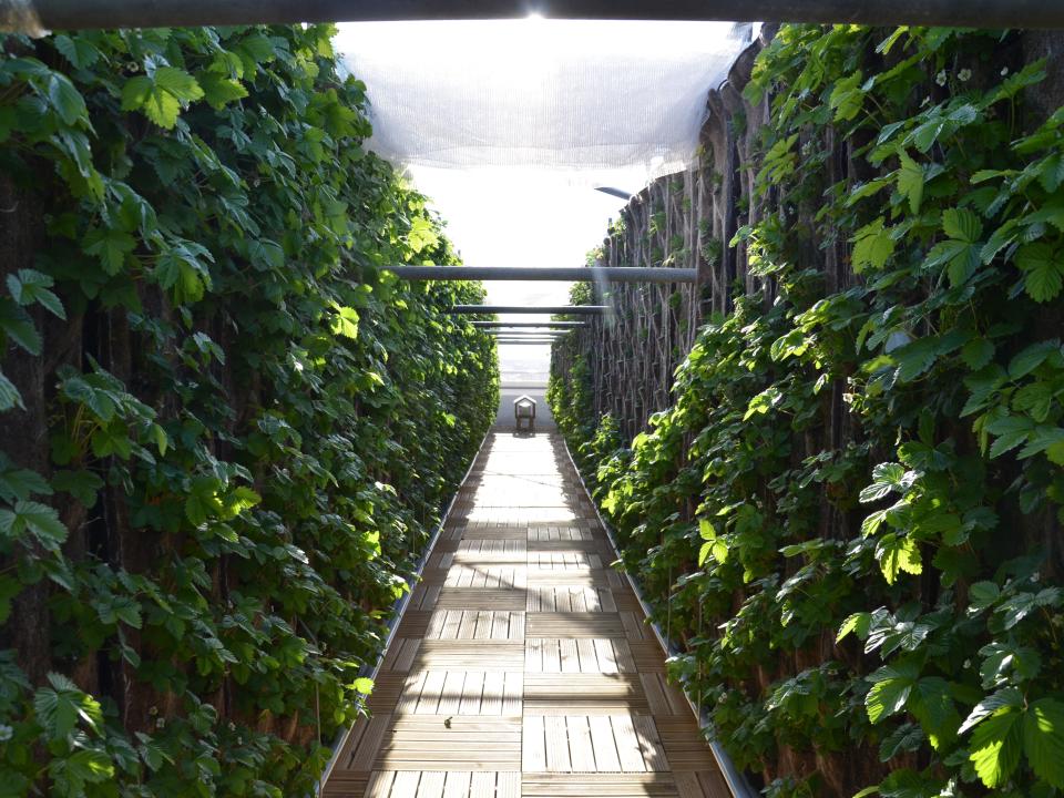 maplantemonbonheur.fr Des fraises sur le toit maplantemonbonheur.fr fraise, été, toit, végétalisation, gastronomie, comestible, bio; ville, fruit, légumr
