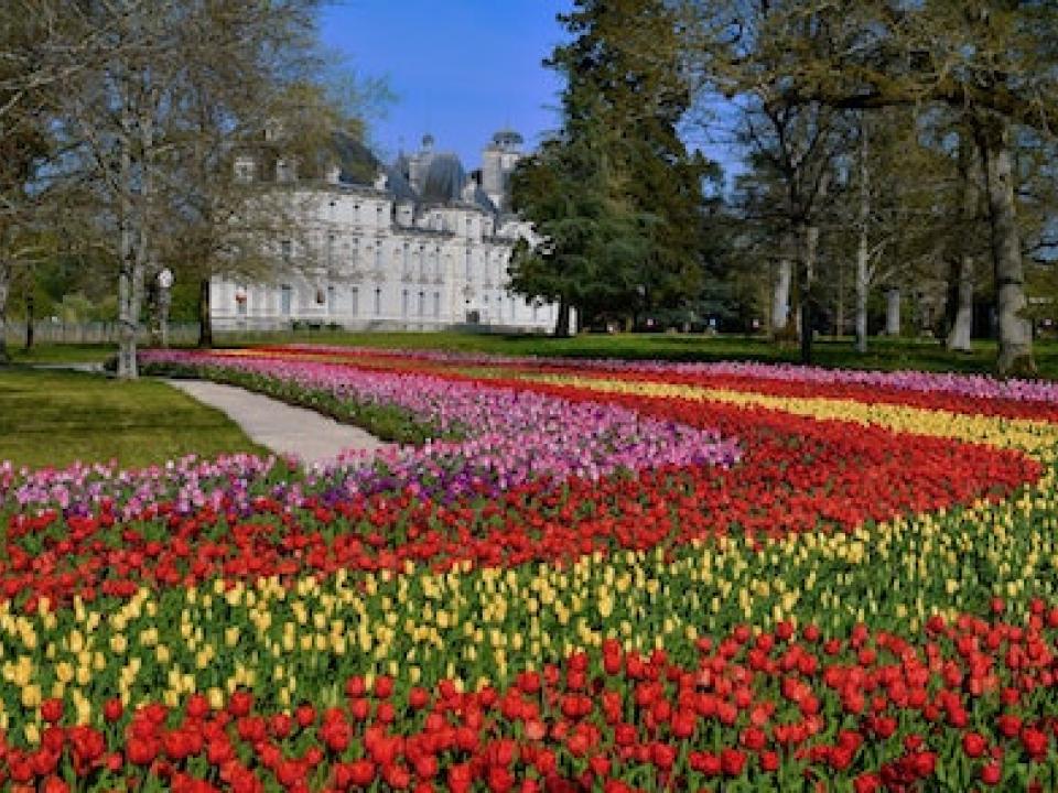 Rubans de tulipe au Chateau de Cheverny _Maplantemonbonheur.fr