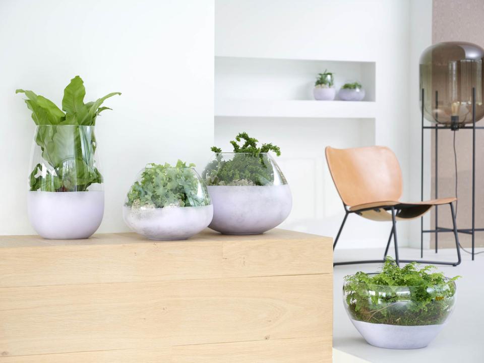 varens in glazen potten | plant in glazen pot