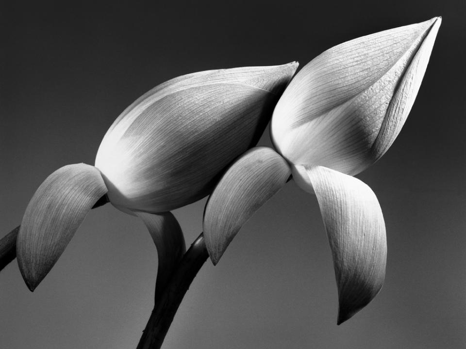Femme Nature maplantemonbonheur.fr mode, gens Lotus maplantemonbonheur.fr mode, gens