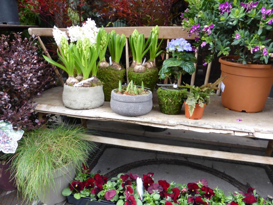 Plantes à Bulbe L’Artisan Fleuriste Plantes à bulbes L’Artisan Fleuriste