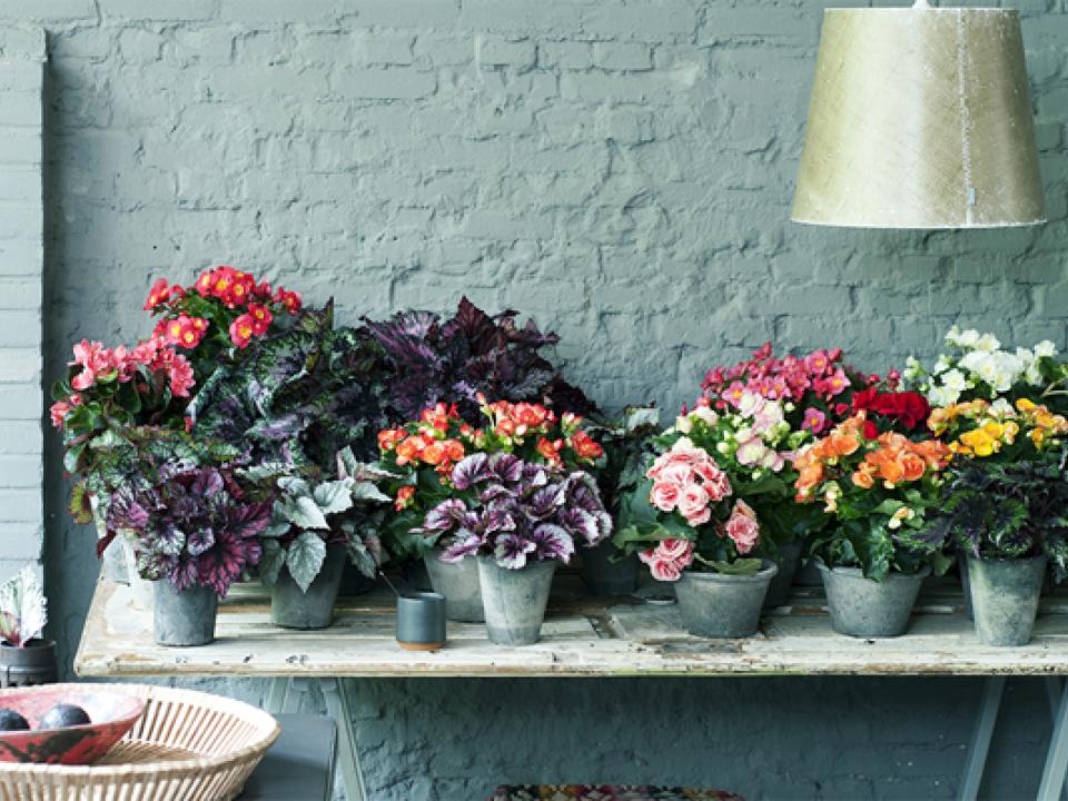 Beken kleur en zoek contrast met de begonia Beken kleur en zoek contrast met de begonia Mooiwatplantendoen.nl