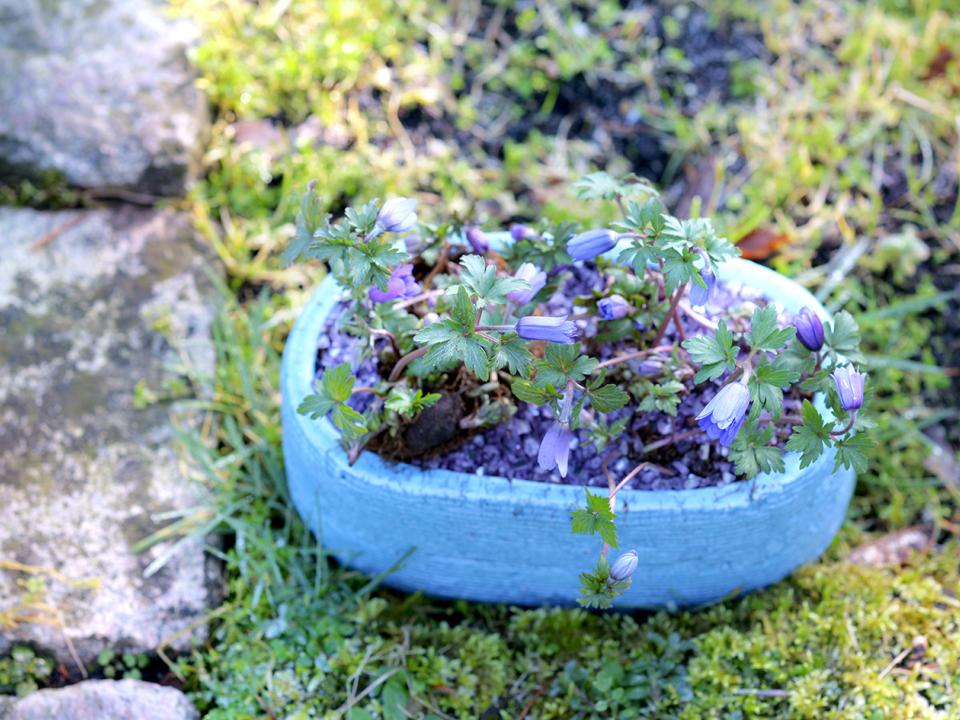 Anémone bleue | Ma plante mon bonheur