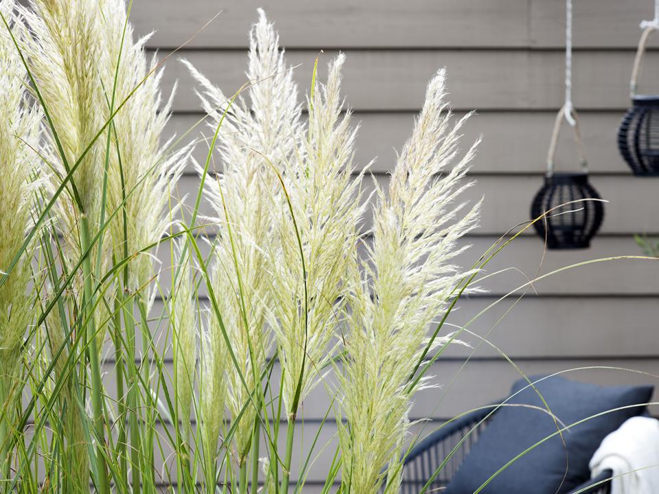 Herbe de la pampa | Ma plante mon bonheur