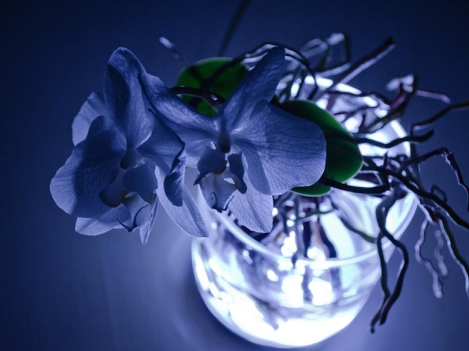 maplantemonbonheur.fr Une lampe vivante maplantemonbonheur.fr LED, Orchidée, lumière, invention, lampe, plante, Viktor Kolbig, magique