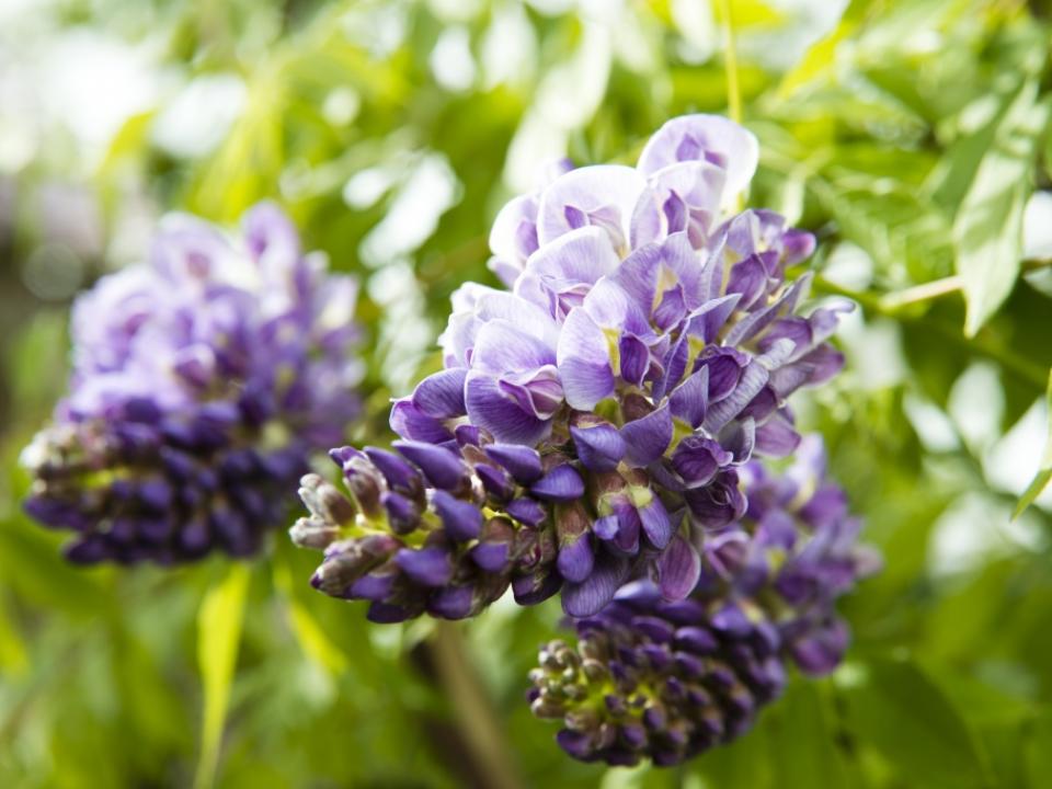 Glycine | Ma plante mon bonheur