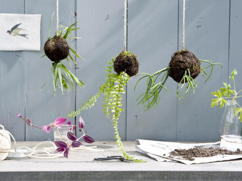 Kokedama - mooiwatplantendoen.nl