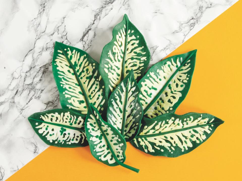 maplantemonbonheur.fr dieffenbachia artiste acsmp Alexandra Bruel