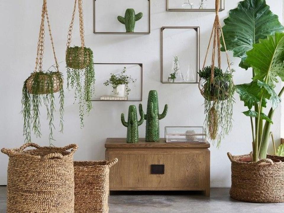 plante panier recup maplantemonbonheur.fr 