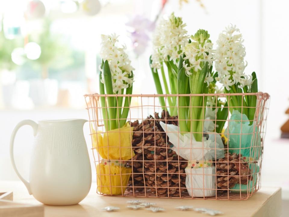 Hyacinth basket on thejoyofplants.co.uk