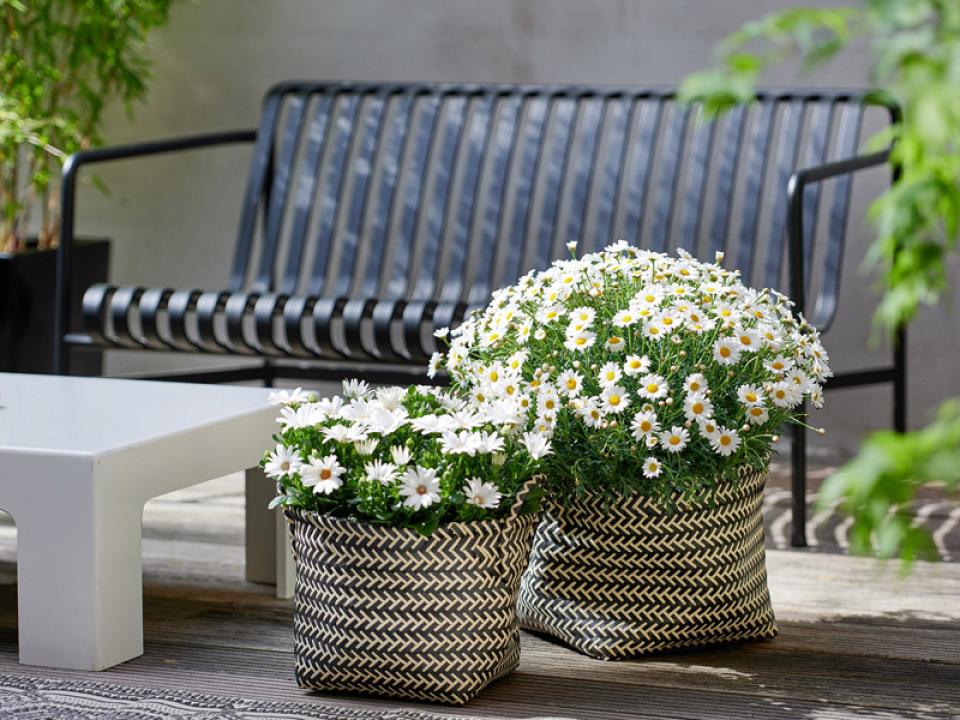 Transformez votre terrasse avec des couleurs Maplantemonbonheur.fr